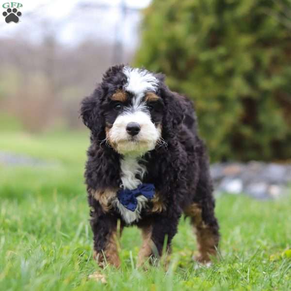 Liam, Mini Bernedoodle Puppy
