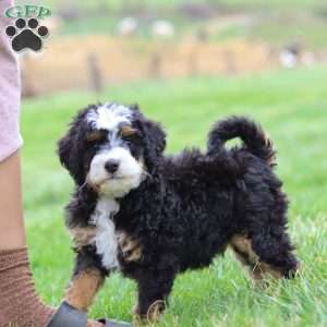 Liam, Mini Bernedoodle Puppy