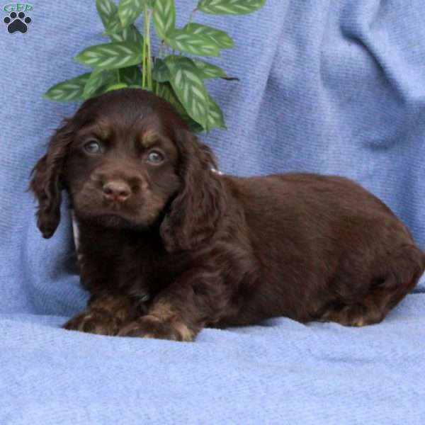 Liam, Cocker Spaniel Puppy