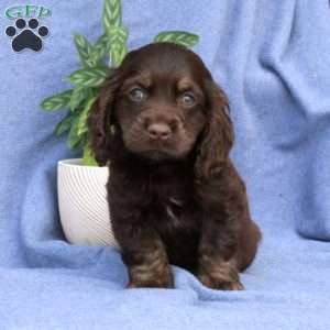 Liam, Cocker Spaniel Puppy