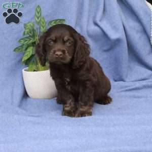 Liam, Cocker Spaniel Puppy