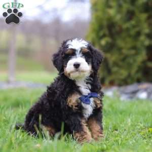 Liam, Mini Bernedoodle Puppy
