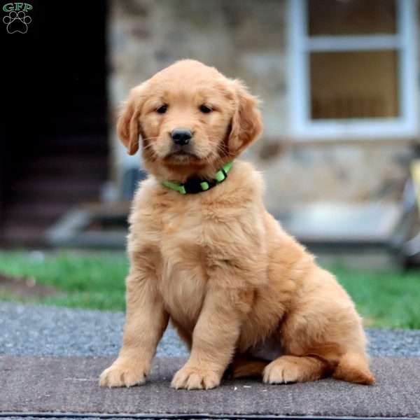 Lila, Golden Retriever Puppy