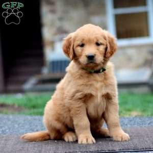Lila, Golden Retriever Puppy
