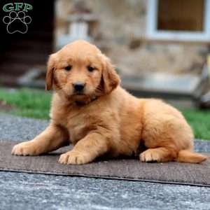 Lila, Golden Retriever Puppy