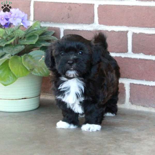Lilac, Shih Tzu Mix Puppy