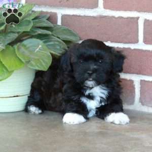 Lilac, Shih Tzu Mix Puppy