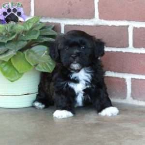 Lilac, Shih Tzu Mix Puppy