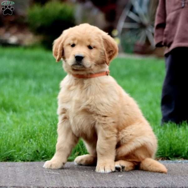 Lilac, Golden Retriever Puppy