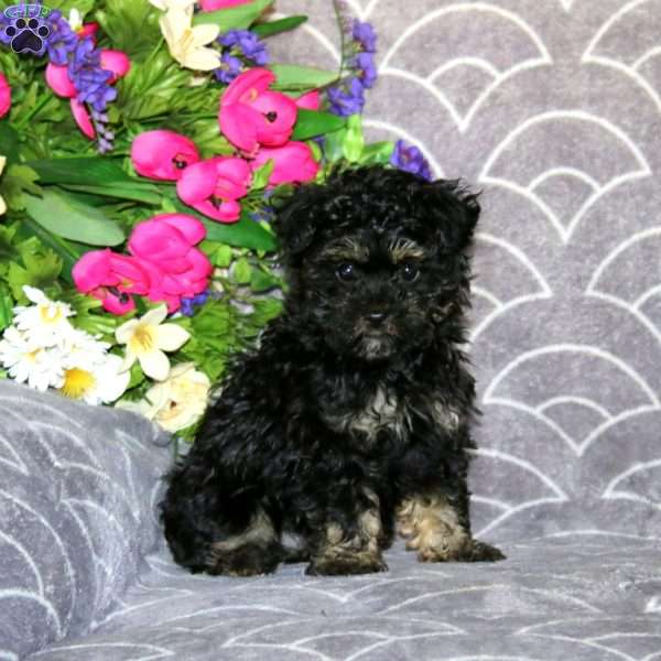 Lilac, Maltese Mix Puppy