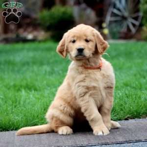 Lilac, Golden Retriever Puppy
