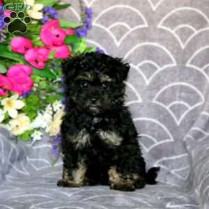 Lilac, Maltese Mix Puppy