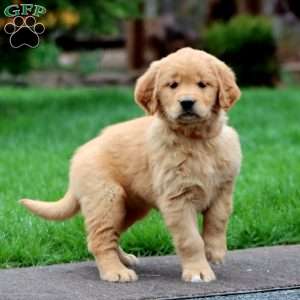 Lilac, Golden Retriever Puppy
