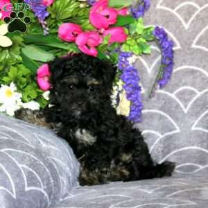 Lilac, Maltese Mix Puppy