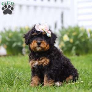 Lilly, Mini Bernedoodle Puppy