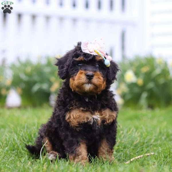Lilly, Mini Bernedoodle Puppy