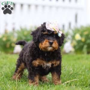 Lilly, Mini Bernedoodle Puppy
