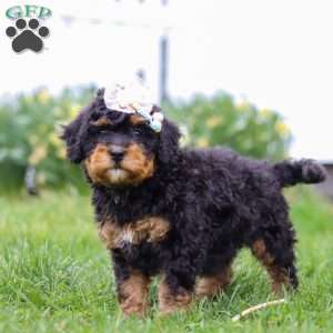 Lilly, Mini Bernedoodle Puppy