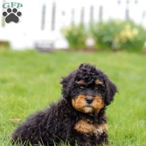 Lilly, Mini Bernedoodle Puppy