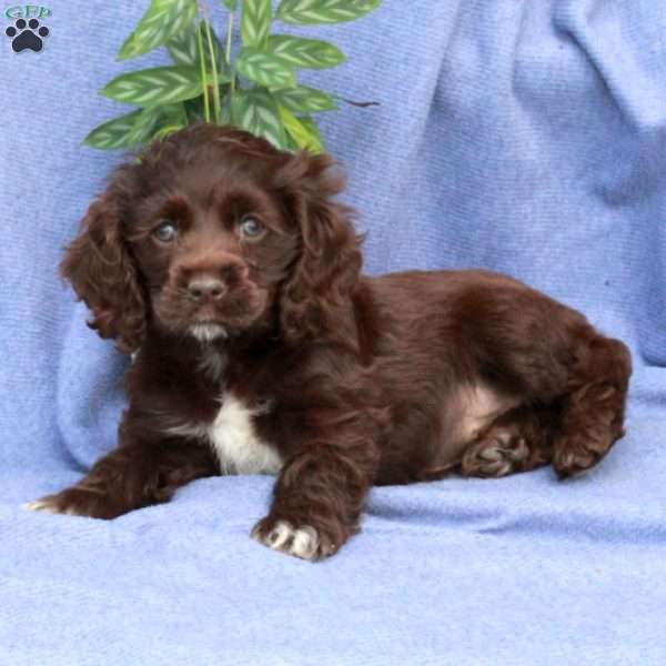 Lilly, Cocker Spaniel Puppy