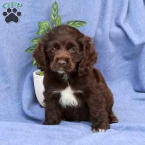 Lilly, Cocker Spaniel Puppy