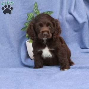 Lilly, Cocker Spaniel Puppy
