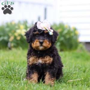 Lilly, Mini Bernedoodle Puppy