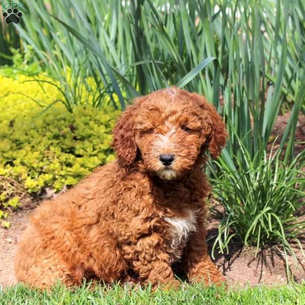 Lily, Mini Goldendoodle Puppy