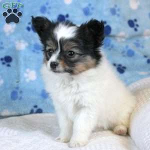 Lily, Papillon Puppy