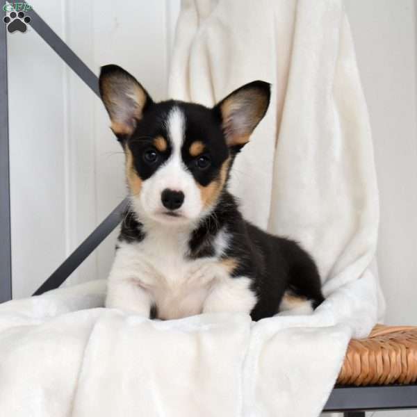 Lily, Pembroke Welsh Corgi Puppy