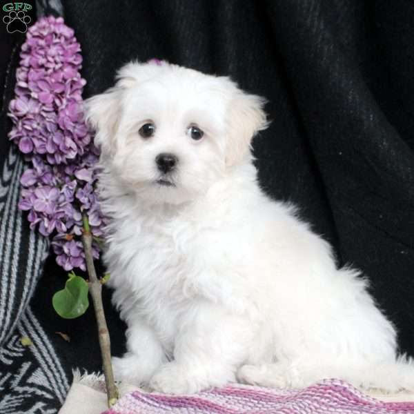 Lily, Teddy Bear Puppy