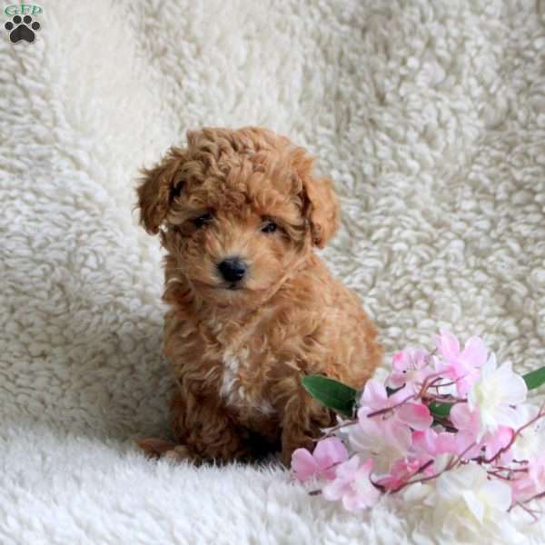 Lily, Toy Poodle Puppy