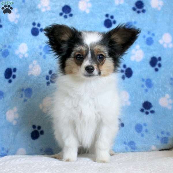 Lily, Papillon Puppy