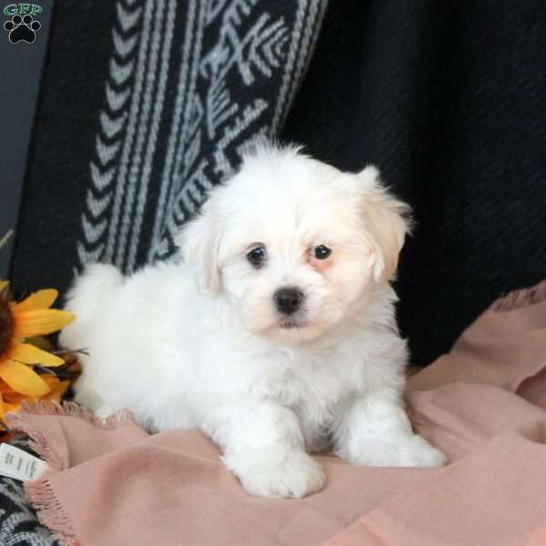 Lily, Teddy Bear Puppy