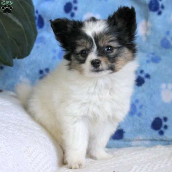 Lily, Papillon Puppy