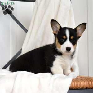 Lily, Pembroke Welsh Corgi Puppy