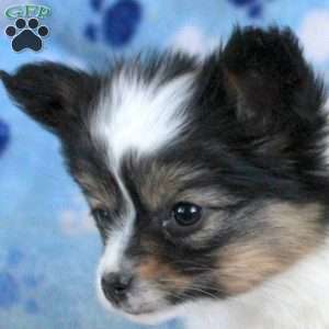 Lily, Papillon Puppy