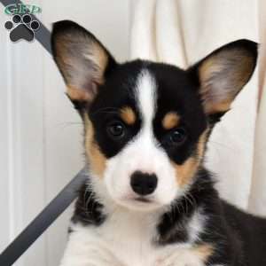 Lily, Pembroke Welsh Corgi Puppy
