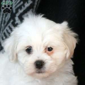 Lily, Teddy Bear Puppy