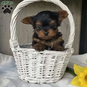 Lily, Yorkie Puppy