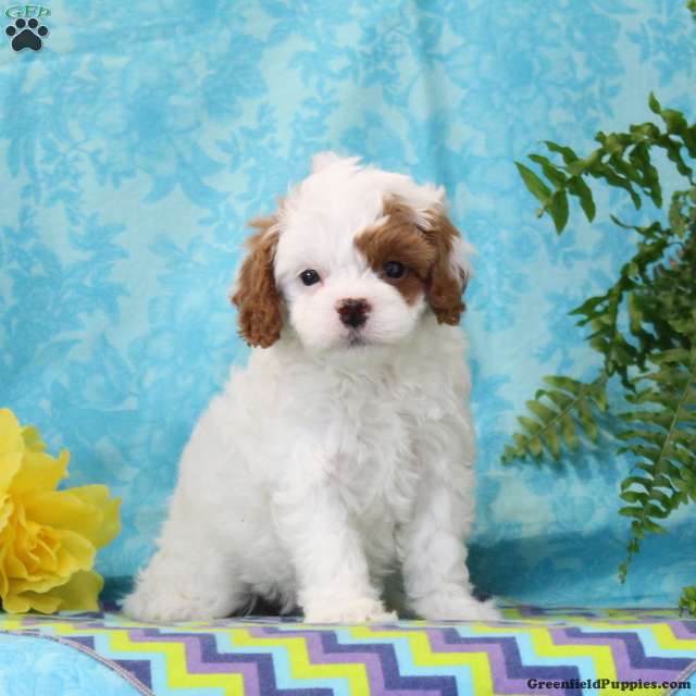 Lincoln - Cavapoo Puppy For Sale in Pennsylvania