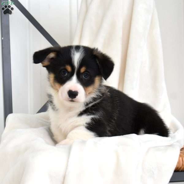 Lincoln, Pembroke Welsh Corgi Puppy
