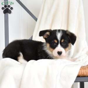 Lincoln, Pembroke Welsh Corgi Puppy