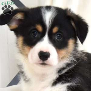 Lincoln, Pembroke Welsh Corgi Puppy