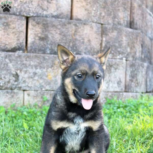 Lincoln, Blue Heeler Mix Puppy