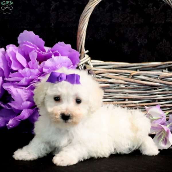 Lindsay, Bichon Frise Puppy
