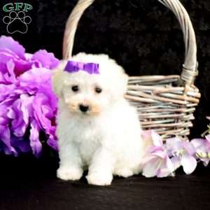 Lindsay, Bichon Frise Puppy