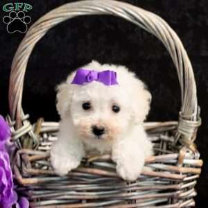 Lindsay, Bichon Frise Puppy