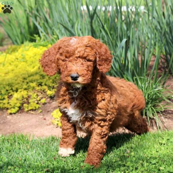 Link, Mini Goldendoodle Puppy