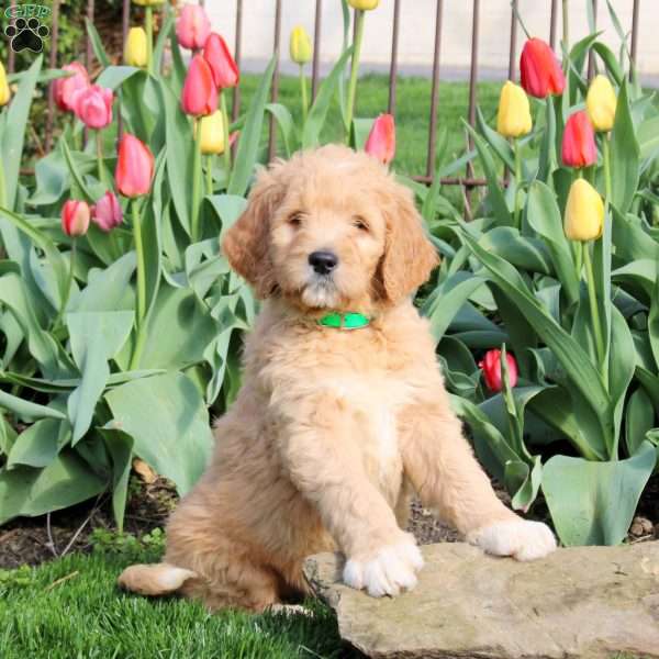 Link, Goldendoodle Puppy